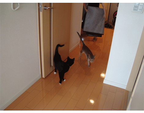 猫も喜んでいます