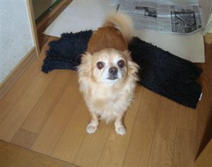 チワワのモコ