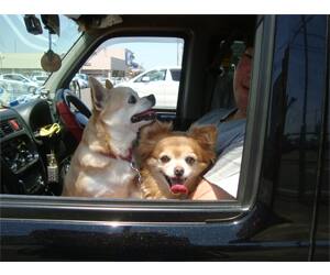 犬