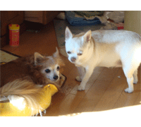 犬・ペット15