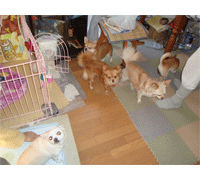 犬・ペット3
