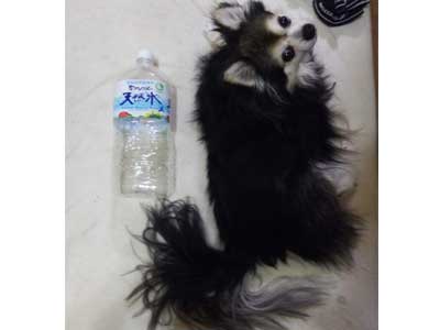 チワワのもすけ