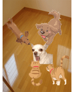�y�b�g�p����Ȃ����b�N�X