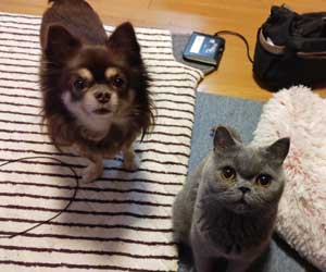 保護猫・保護犬